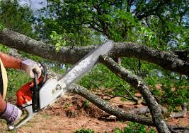 Professional  Tree Services in Clio, AL