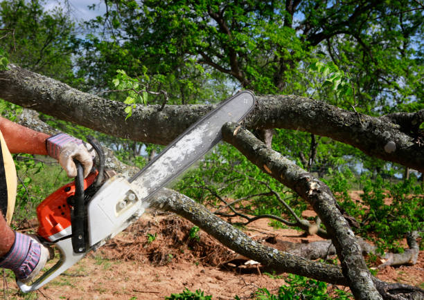 Best Lawn Mowing  in Clio, AL