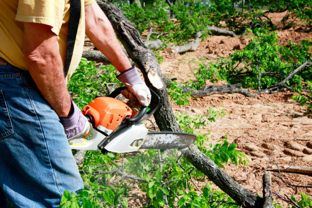 Why Choose Our Tree Removal Services in Clio, AL?